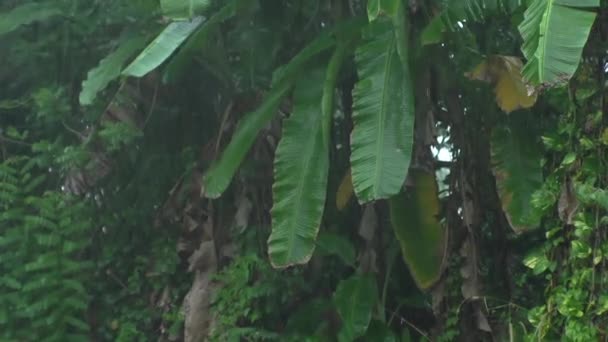 Selva Vida Palmeras Fenómeno Natural Trópicos Lluvia Tropical Vida Animal — Vídeos de Stock