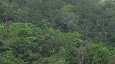 Yaşam ormanı, palmiye ağaçları, doğal fenomenler, tropik yağmurlar, hayvan hayatı