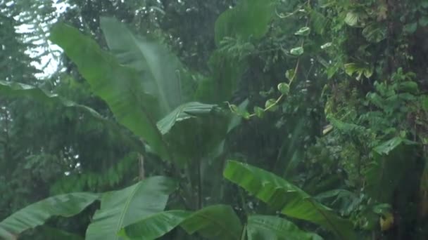 Tropical Rain Palm Trees Jungle — Stock Video