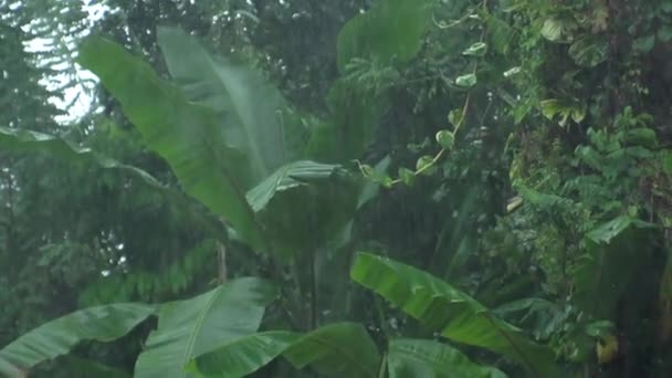 Lluvia Tropical Palmeras Selva — Vídeo de stock