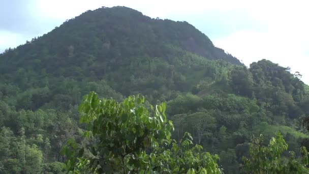 Levensjungle Palmbomen Natuurverschijnsel Tropen Tropisch Dierlijk Leven — Stockvideo