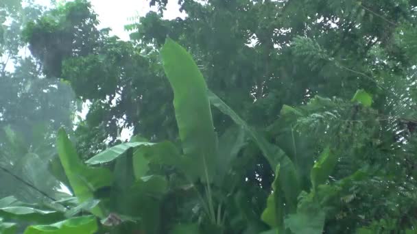 Tropischer Regen Palmen Dschungel — Stockvideo