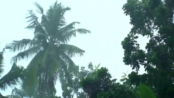 Lluvia Tropical Palmeras Selva — Vídeo de stock