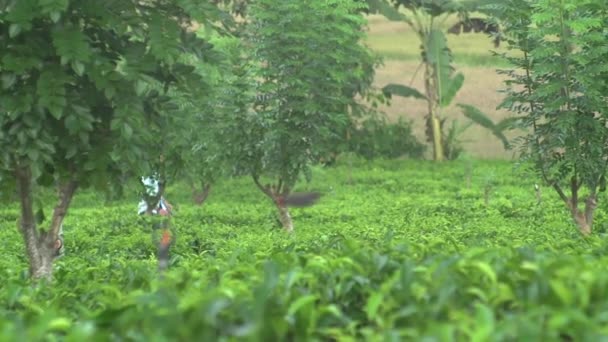 Fickó Dzsungelben Dzsungel Életében Pálmafák Egy Természeti Jelenség Trópusok — Stock videók