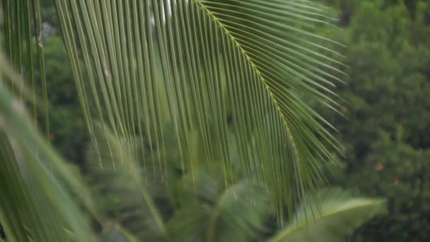 Живі Джунглі Пальми Природні Явища Тропіки Тропічний Дощ Життя Тварин — стокове відео