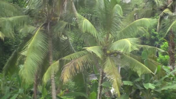 Lebensdschungel Palmen Naturphänomen Tropen Tropischer Regen Tierwelt — Stockvideo