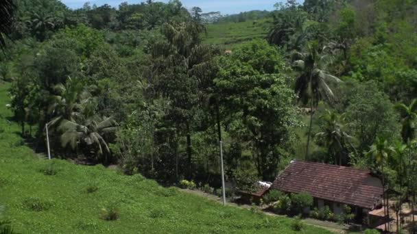 Giungla Vita Palme Fenomeno Naturale Tropici Pioggia Tropicale Vita Animale — Video Stock