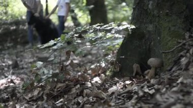 Ormanda Aile Yürüyüşü Macerası. Anne, baba ve kızlarının mutlu aileleri kozalaklı ormanda el ele yürüyorlar. Ebeveynler çocuklara güzel ağaçlar gösteriyor. Çocuklar mantar toplar.