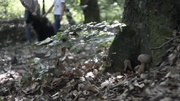 Familie Auf Wanderabenteuer Durch Den Wald Glückliche Familie Aus Mutter — Stockvideo