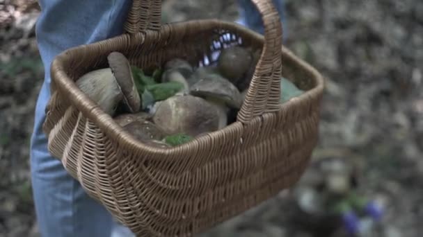 Familie Auf Wanderabenteuer Durch Den Wald Glückliche Familie Aus Mutter — Stockvideo