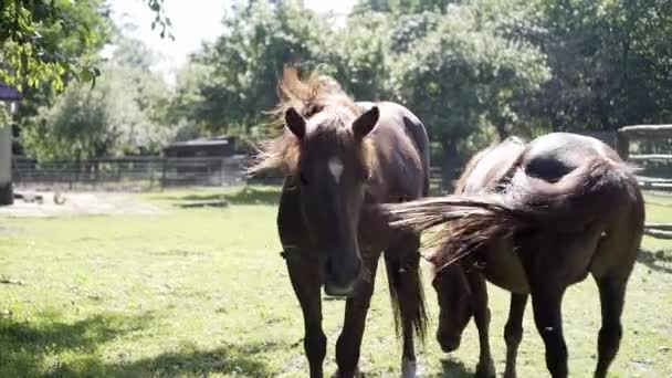 カルパティア保護区の鹿と馬 — ストック動画