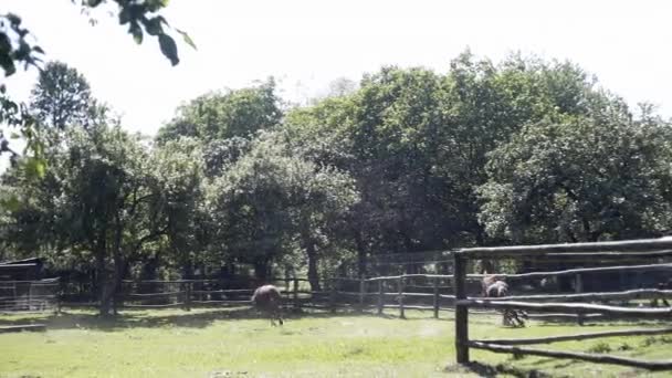Ciervos Caballos Reserva Los Cárpatos — Vídeo de stock