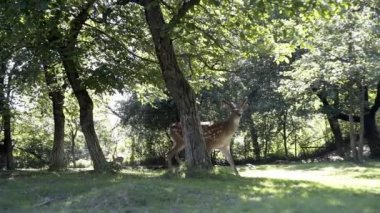 Geyik ve atlar Karpatya rezervinde