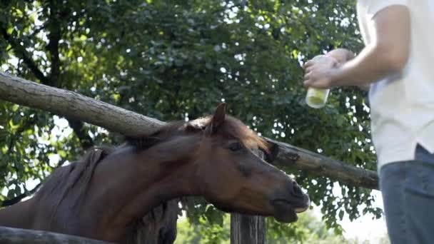 Дети Кормят Животных Расслабляясь Парке Олени Лошади Семья Отдыхе Играют — стоковое видео