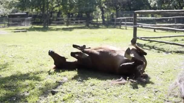 Ελάφια Και Άλογα Στο Απόθεμα Των Καρπαθίων — Αρχείο Βίντεο