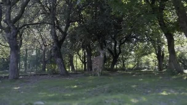 Ciervos Caballos Reserva Los Cárpatos — Vídeos de Stock