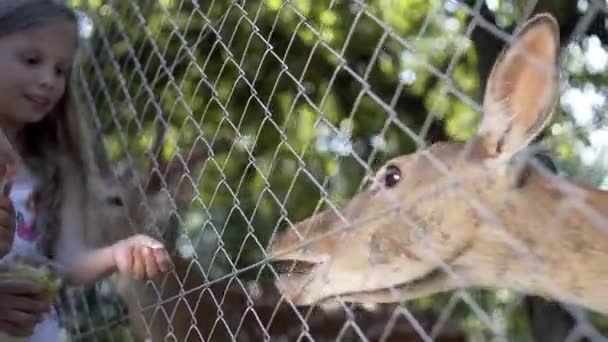 Los Niños Alimentan Los Animales Relajarse Parque Ciervos Caballos Familia — Vídeos de Stock