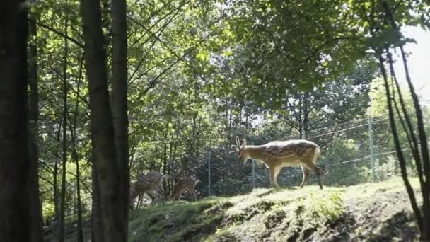 Ciervos Caballos Reserva Los Cárpatos — Vídeos de Stock