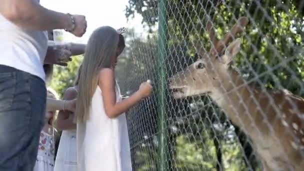 孩子们在公园里给动物喂食 在公园里让它们放松下来 马和家人在度假 他们正在一个接触动物园里玩耍 喂鹿儿 — 图库视频影像