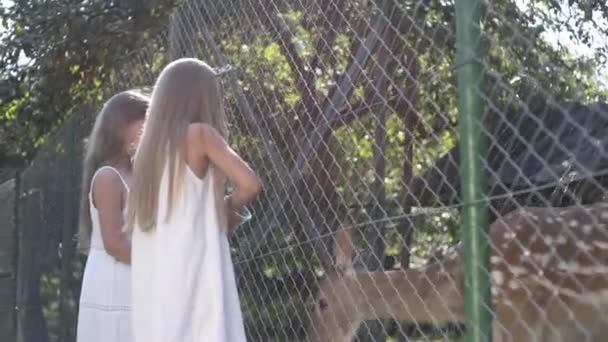 Bambini Nutrono Gli Animali Rilassano Nel Parco Cervi Cavalli Famiglia — Video Stock