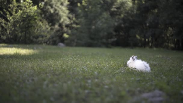 Kleines Weißes Kaninchen Läuft Auf Grünem Gras — Stockvideo