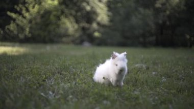    Küçük beyaz tavşan yeşil çimlerde koşar