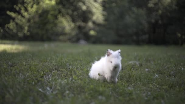 Μικρό Λευκό Κουνέλι Τρέχει Στο Πράσινο Γρασίδι — Αρχείο Βίντεο