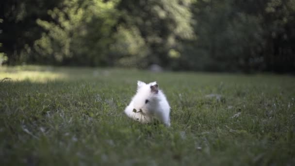 Piccolo Coniglio Bianco Corre Erba Verde — Video Stock