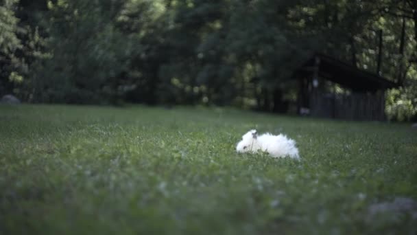 Liten Vit Kanin Rinner Grönt Gräs — Stockvideo