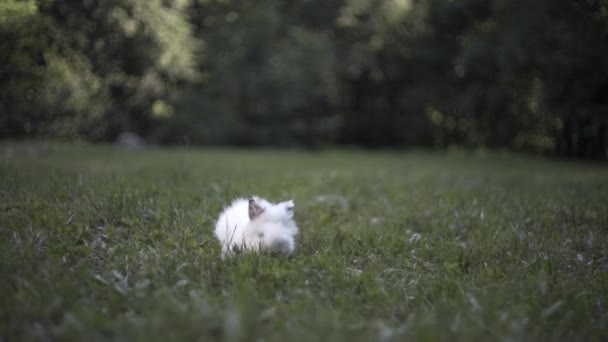 Little White Rabbit Runs Green Grass — Stock Video