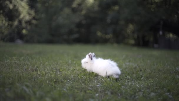 Маленький Белый Кролик Бежит Зеленой Траве — стоковое видео