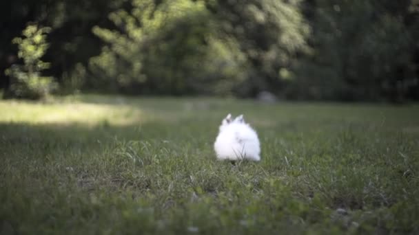 Liten Vit Kanin Rinner Grönt Gräs — Stockvideo