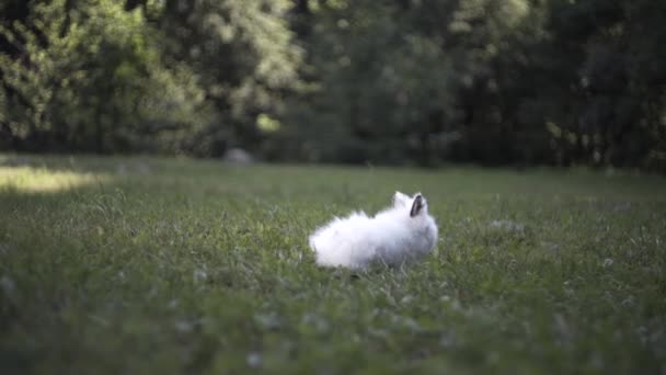 小さな白いウサギが緑の草の上を走る — ストック動画