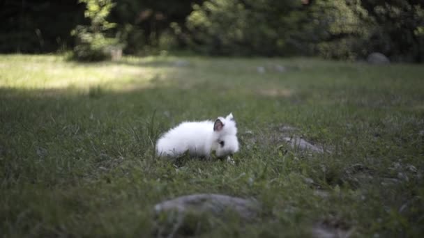 Маленький Белый Кролик Бежит Зеленой Траве — стоковое видео