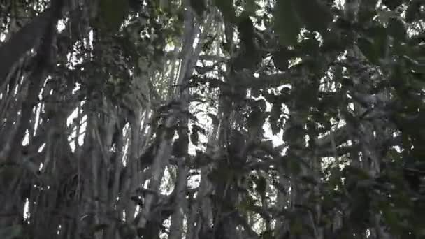 Oude Wortels Een Boom Verbouwt Binnen Tempel Van India Klimplanten — Stockvideo