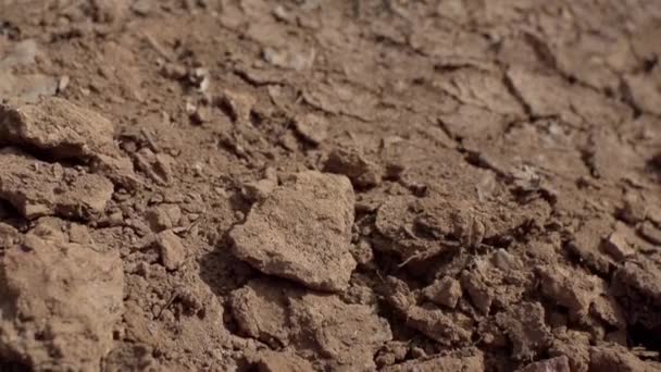 Tierra Antigua Desierto Indio Tierra Muriendo Sequía Tierra Roja Toda — Vídeo de stock