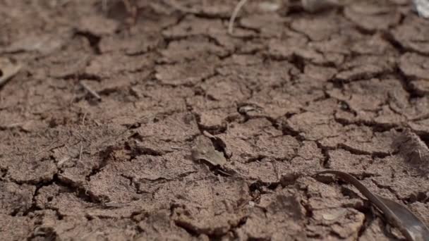 Terra Antica Deserto Indiano Terra Che Muore Siccità Terra Rossa — Video Stock