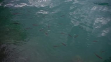 Temiz göller, mavi göl, berrak su, açıkça görülebilen balık, şelale.