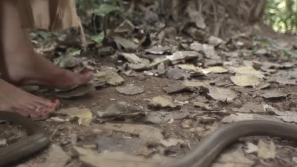 女性の足でヘビと森の中を歩く コブラ王だ インディアンの森 脚を歩く — ストック動画
