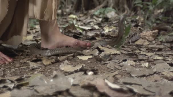Chica Camina Través Selva India Rey Cobra Gatea Busca Presa — Vídeo de stock