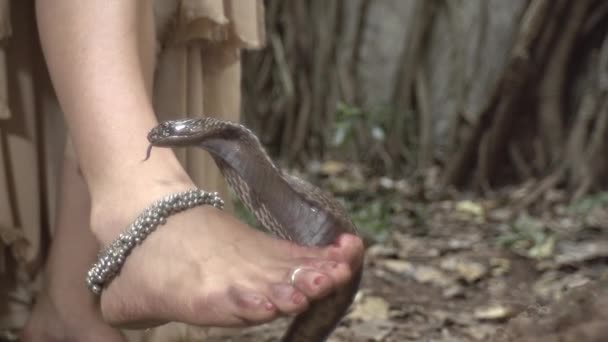 Fille marche dans la jungle de l'Inde, roi cobra rampe à la recherche de sa proie, attaques 