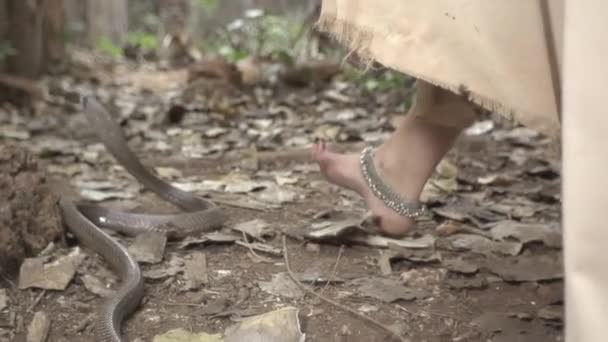 Chica Camina Través Selva India Rey Cobra Gatea Busca Presa — Vídeos de Stock