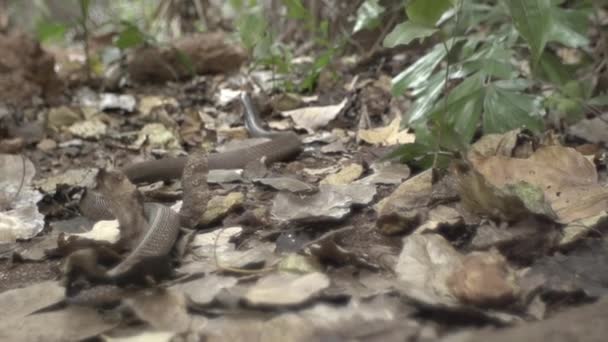 Rey Cobra Gatea Buscando Presa Ataca — Vídeo de stock