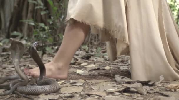 女孩走过印度丛林 眼镜蛇王爬行寻找猎物 — 图库视频影像
