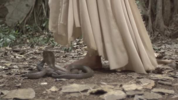 女の子はインドのジャングルを歩きます 王コブラは獲物を探してクロール — ストック動画