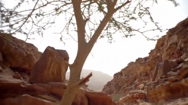 사하라 협곡에서 말라버린 의나무들 — 비디오