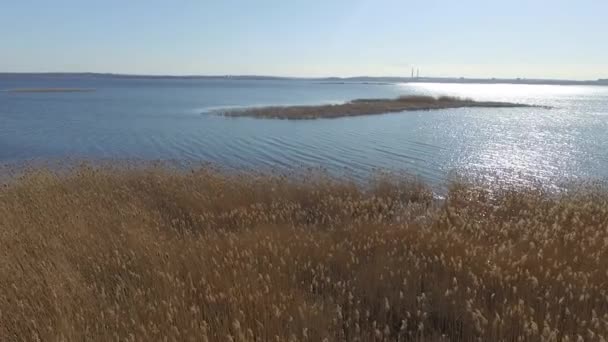 Flyger Över Flod Överväxt Med Vass — Stockvideo