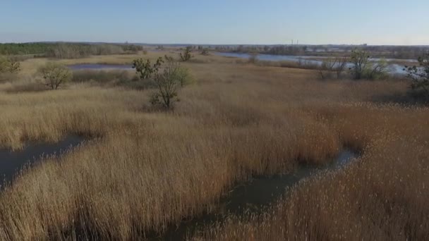 Flying River Overgrown Reeds — Stock Video