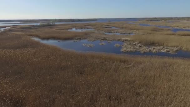 Sorvolando Fiume Ricoperto Canne — Video Stock