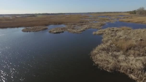 Flug Über Einen Mit Schilf Bewachsenen Fluss — Stockvideo